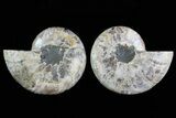 Cut & Polished Ammonite Fossil - Agatized #78568-1
